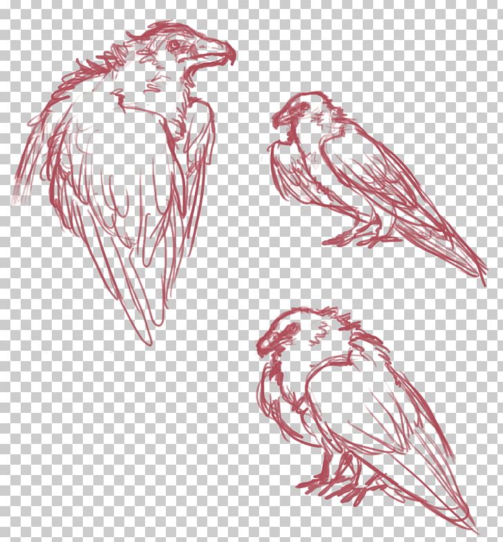 Bird Bearded Vulture Chicken Drawing Sketch PNG, Clipart, Animals, Art, Artwork, Beak, Beard Free PNG Download