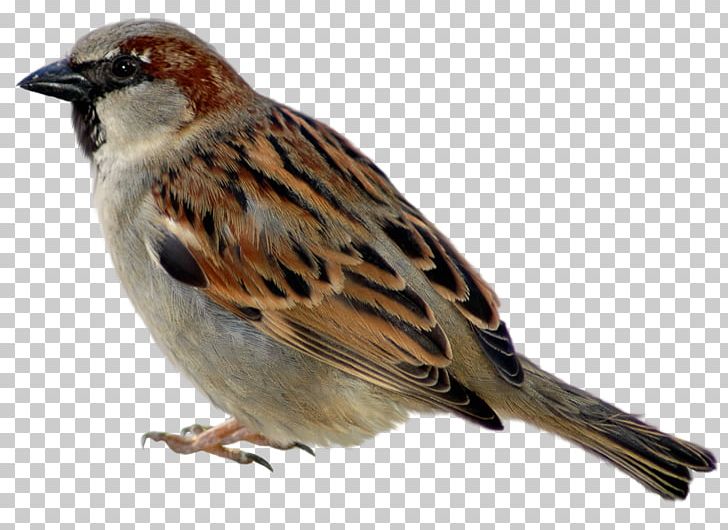 Jack Sparrow House Sparrow Bird PNG, Clipart, Animals, Beak, Bird, Brambling, Emberizidae Free PNG Download