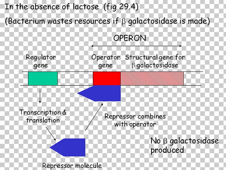Lac Operon Biology Metabolism Essay Academic Writing PNG, Clipart, Angle, Ap Biology, Area, Betagalactosidase, Biology Free PNG Download