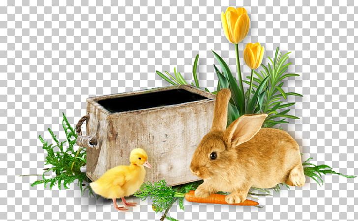 Quotation Easter Afrikaans Digital Scrapbooking PNG, Clipart, Afrikaans, Digital Scrapbooking, Domestic Rabbit, Easter, Fauna Free PNG Download