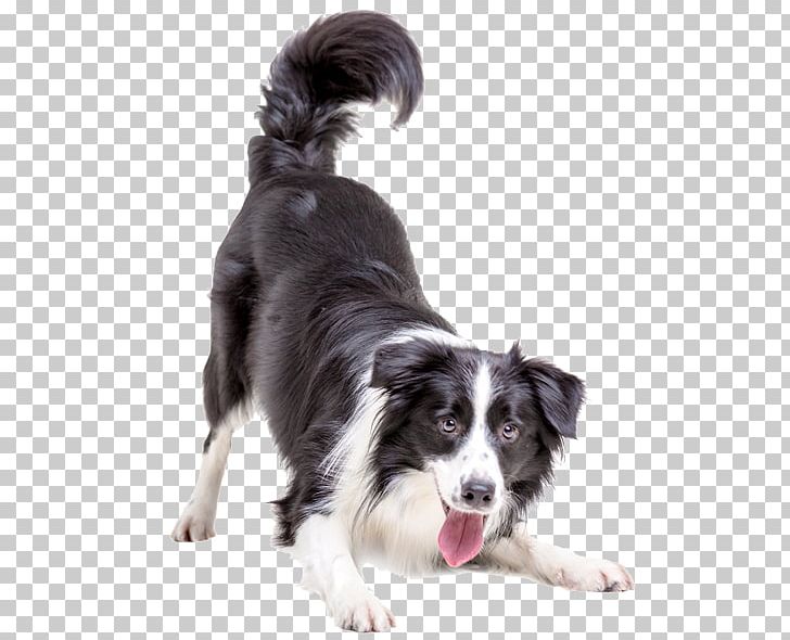 Rough Collie Border Collie Shetland Sheepdog Golden Retriever Cat PNG, Clipart, Animals, Border, Border Collie, Breed, Carnivoran Free PNG Download