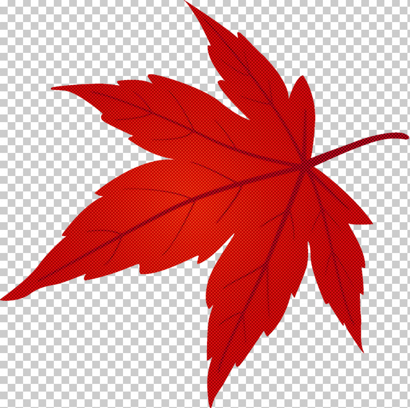 Maple Leaf Fallen Leaf Dead Leaf PNG, Clipart, Autumn Leaf, Black Maple, Dead Leaf, Deciduous, Fallen Leaf Free PNG Download