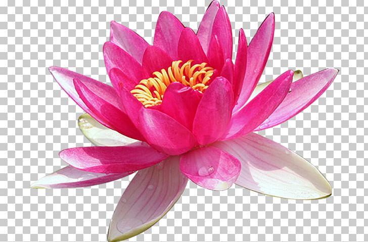 Nelumbo Nucifera PNG, Clipart, Aquatic Plant, Color, Continental, Dark, Euclidean Vector Free PNG Download