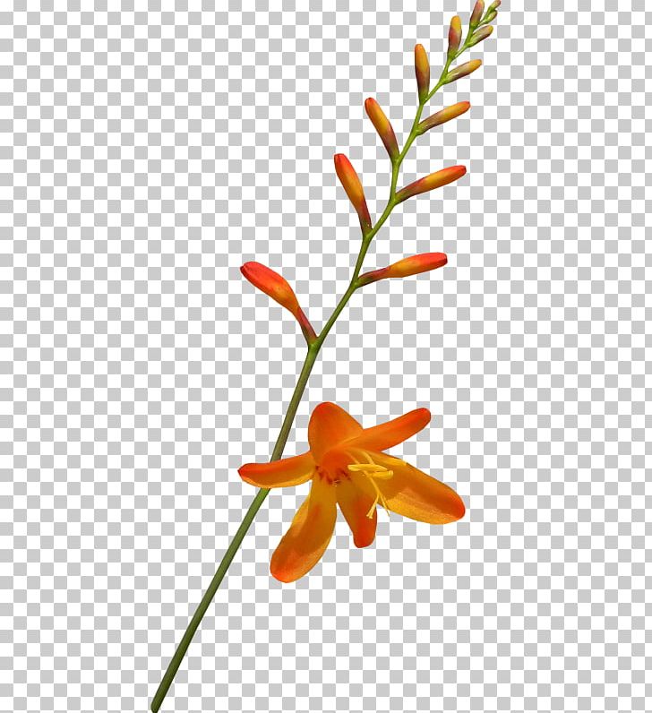 Image File Formats Simple Photography PNG, Clipart, Branch, Color, Download, Flora, Floral Design Free PNG Download