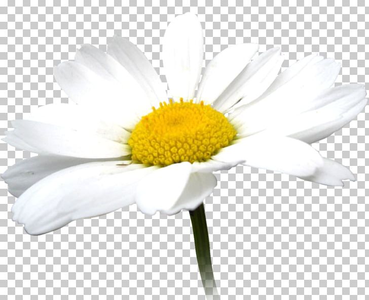 Roman Chamomile Oxeye Daisy PNG, Clipart, Camomile, Chamomile, Chrysanths, Cut Flowers, Daisy Free PNG Download