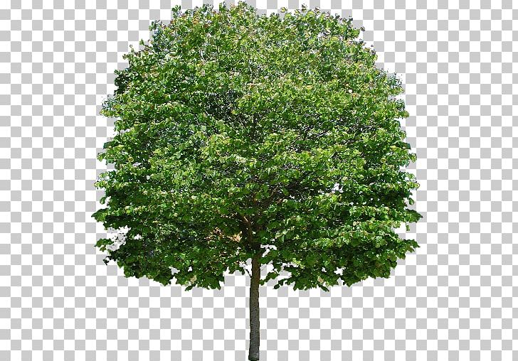Tree Stock Photography Angel Oak Lindens PNG, Clipart, Angel Oak, Branch, Drawing, Getty Images, Leaf Free PNG Download