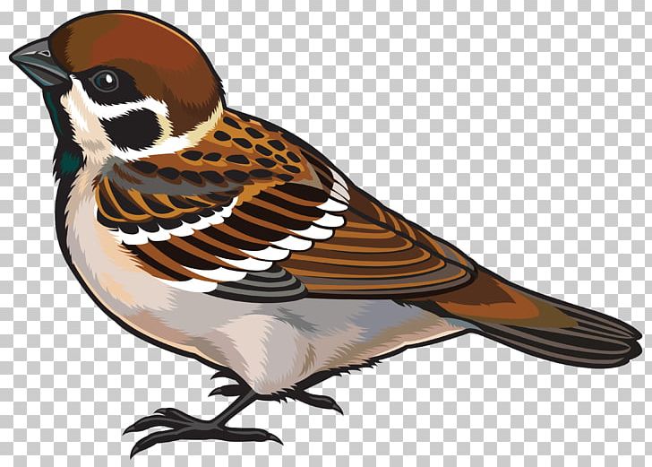 House Sparrow Bird PNG, Clipart, Animals, Beak, Bird, Clip Art, Drawing Free PNG Download
