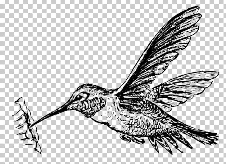 Hummingbird Drawing Portable Network Graphics PNG, Clipart, Animal, Animals, Art, Beak, Bird Free PNG Download