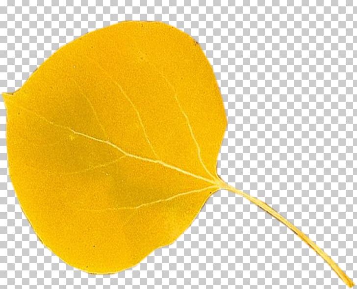Leaf PNG, Clipart, Leaf, Plant, Various, Yellow Free PNG Download