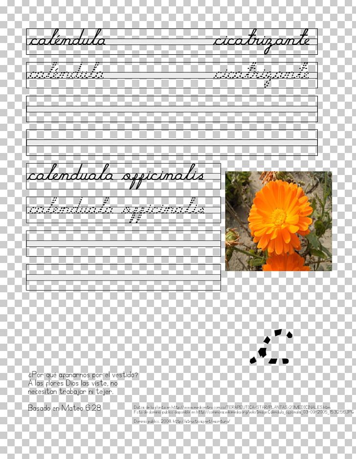 Letter Text Cursive Bas De Casse Plant PNG, Clipart, Bas De Casse, Calendula, Cursive, Document, Flower Free PNG Download