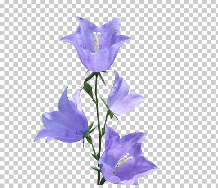 Transparency And Translucency PNG, Clipart, Bell Flower, Bellflower, Bellflower Family, Blue, Color Free PNG Download