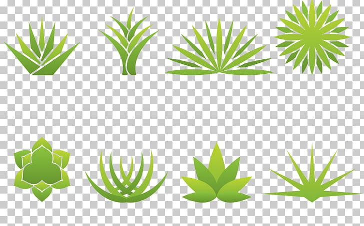 Aloe Vera Agave Logo PNG, Clipart, Agave, Aloe, Aloe Vector, Aloe Vera, Aloe Vera Pulp 12 0 1 Free PNG Download