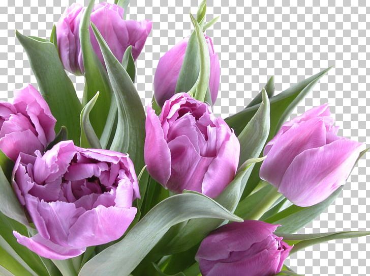 Birthday Flower Tulip Daytime Widescreen PNG, Clipart, Birthday, Bud, Color, Cut Flowers, Daytime Free PNG Download