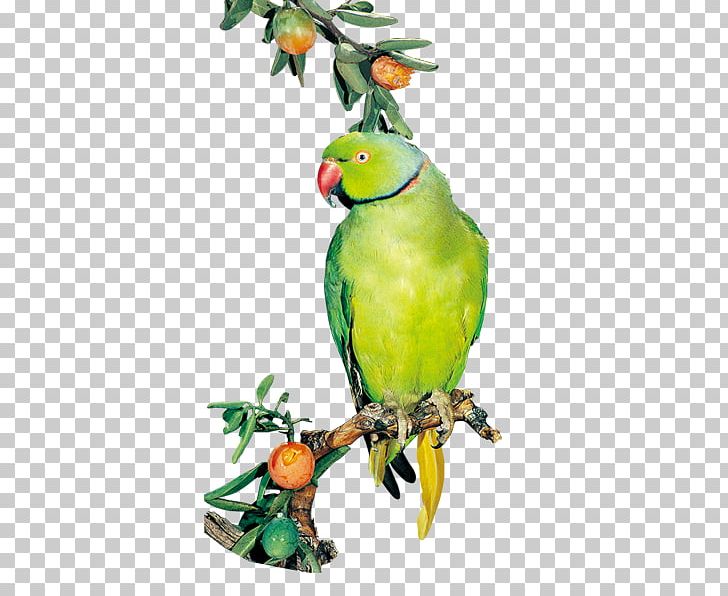 Parrot PNG, Clipart, Beak, Bird, Bird Supply, Common Pet Parakeet, Download Free PNG Download