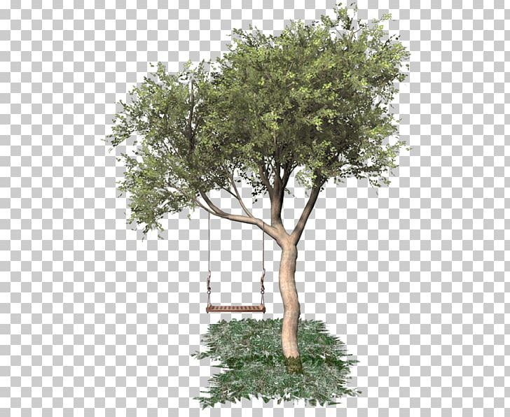 Tree Portable Network Graphics Oak PNG, Clipart, Bonsai, Branch, Garden, Houseplant, Information Free PNG Download
