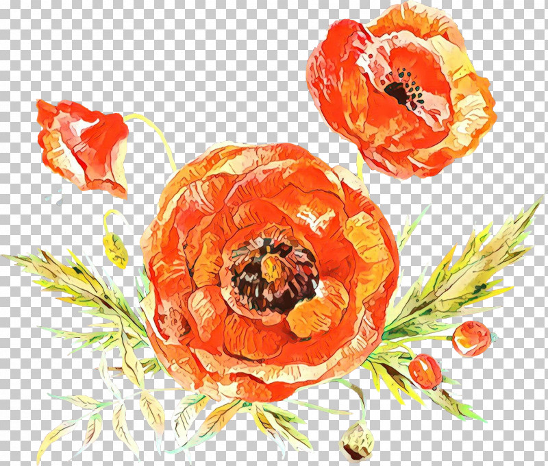 Orange PNG, Clipart, Coquelicot, Corn Poppy, Flower, Orange, Oriental Poppy Free PNG Download
