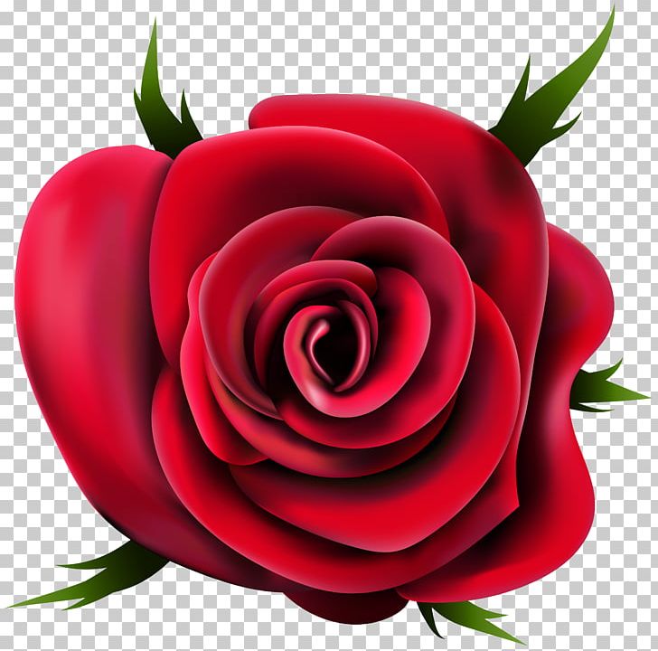 Garden Roses PNG, Clipart, Art, Clipart, Closeup, Computer Icons, Computer Wallpaper Free PNG Download