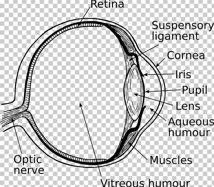Human Eye Drawing PNG, Clipart, Anatomy, Angle, Area, Auto Part, Black And White Free PNG Download