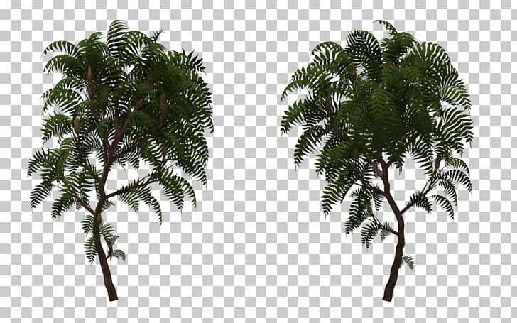 Babassu Sumac Asian Palmyra Palm Plant Tree PNG, Clipart, Arecales, Art, Asian Palmyra Palm, Attalea, Attalea Speciosa Free PNG Download