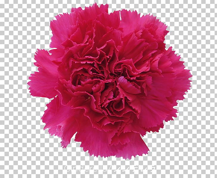 Carnation Cut Flowers Gift Pink PNG, Clipart, Annual Plant, Carnation, Cut Flowers, Dianthus, Floral Design Free PNG Download