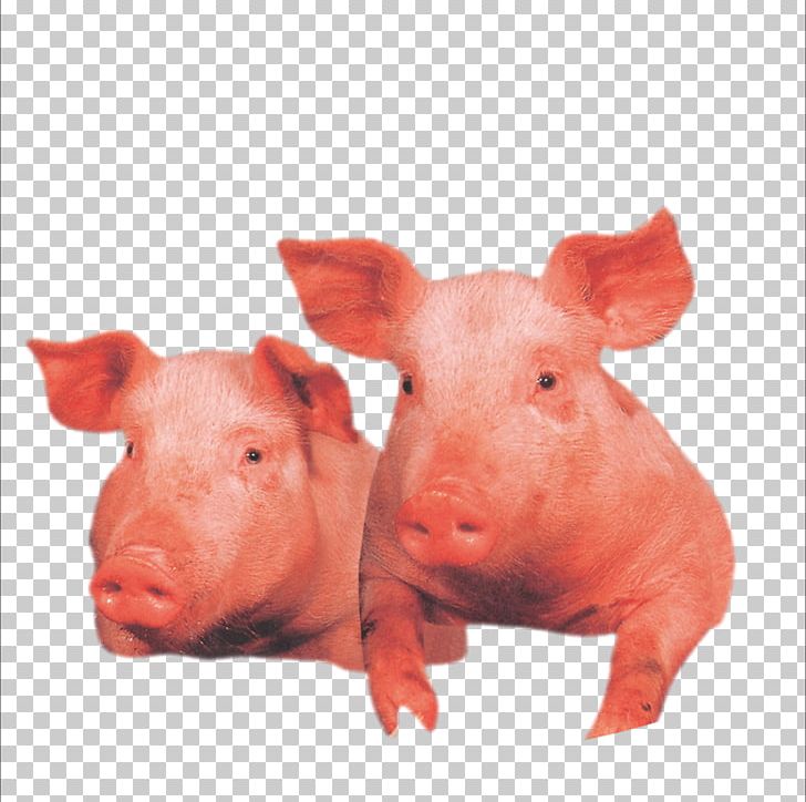 Domestic Pig Wilbur Livestock PNG, Clipart, Animals, Domestic Pig, Download, Fat Pig, Flying Pig Free PNG Download