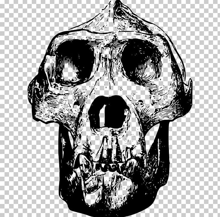 Gorilla Skull PNG, Clipart, 3d Animation, Animal, Animals, Anime Character, Anime Girl Free PNG Download
