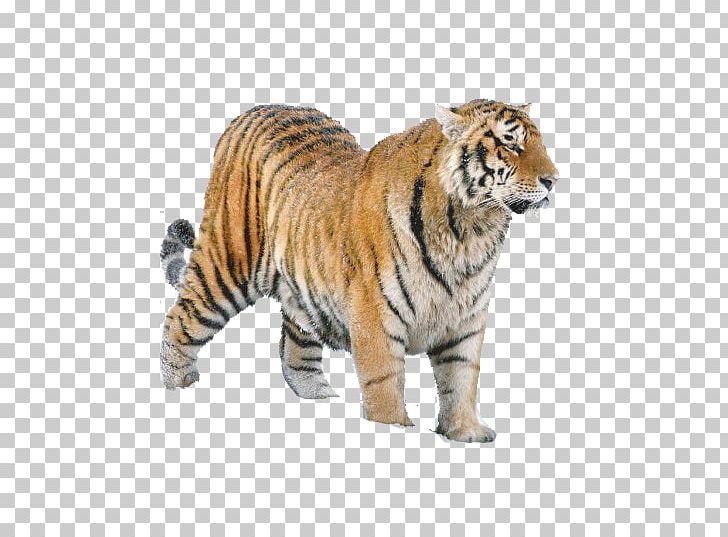 Siberian Tiger Lion Felidae Cat The Amur Tiger: History PNG, Clipart, Amur  River, Animal, Animal Figure,