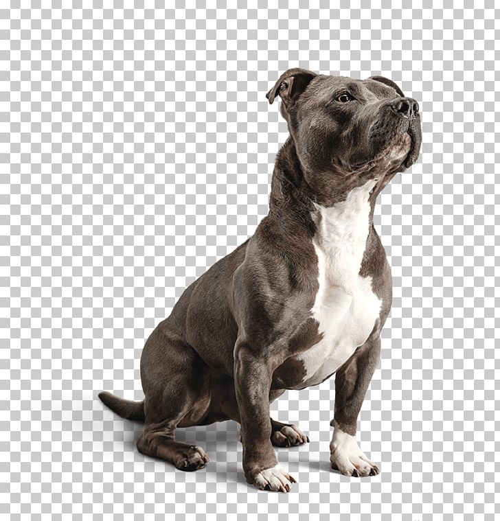 Staffordshire Bull Terrier Dog Food Diamond Pet Foods PNG, Clipart, American Pit Bull Terrier, American Staffordshire Terrier, Animals, Bull Terrier, Carnivoran Free PNG Download