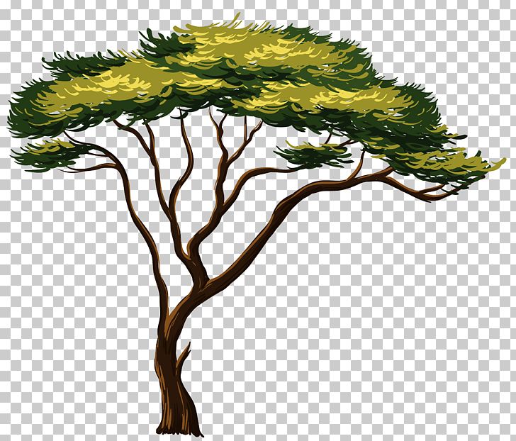 Tree PNG, Clipart, Africa, Africa Cliparts, African Trees, Baobab, Branch Free PNG Download