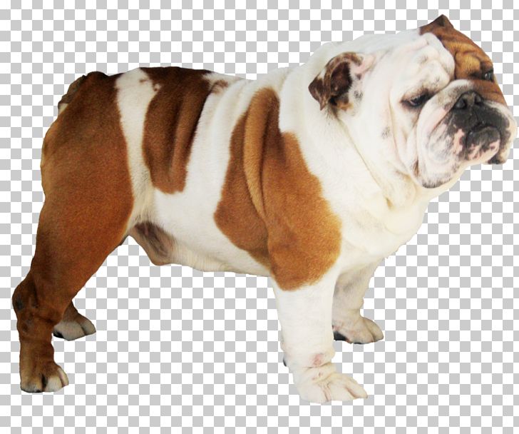 Cute Transparent Bulldog Png Clipart