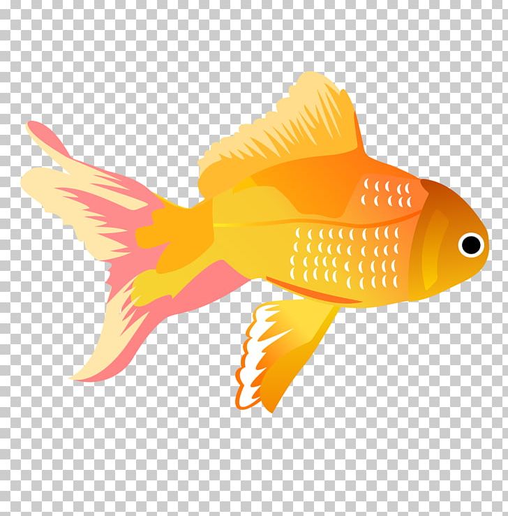 Koi Carassius Auratus Fish PNG, Clipart, Animals, Aquarium Fish, Beak, Bony Fish, Carassius Auratus Free PNG Download