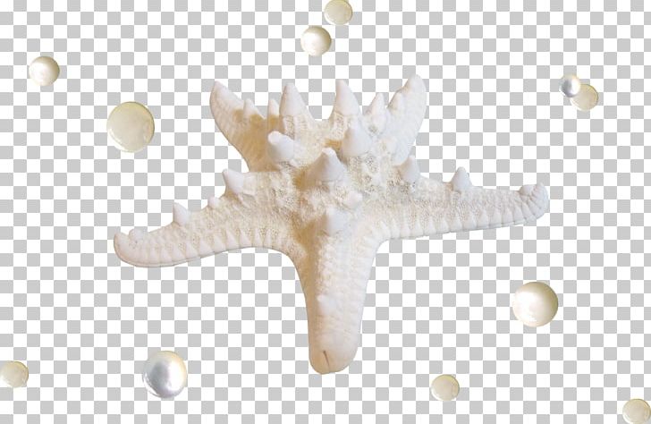 Starfish Seashell PNG, Clipart, Animals, Beautiful, Beautiful Starfish, Cartoon Starfish, Creative Free PNG Download