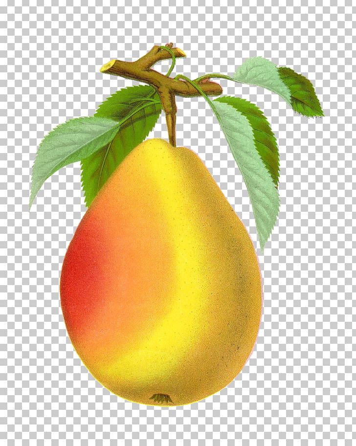 Drawing Pear PNG, Clipart, Apple, Art, Botanical Illustration, Desktop Wallpaper, Drawing Free PNG Download