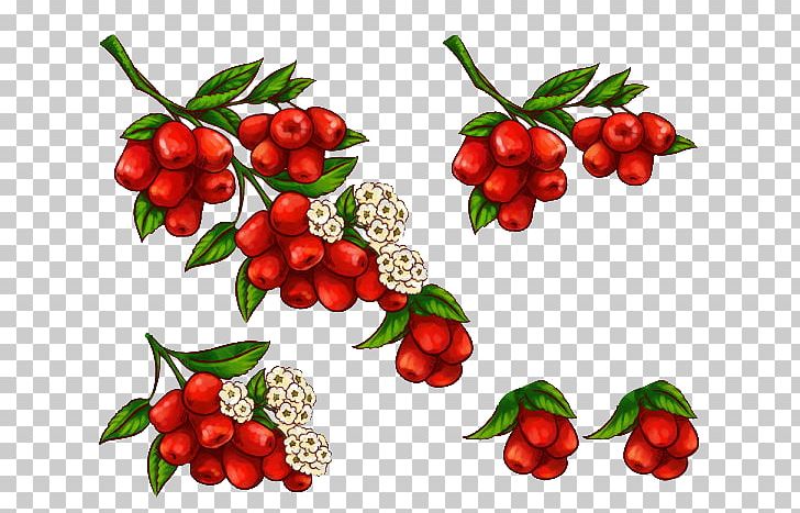 Jujube Cartoon PNG, Clipart, Advertising, Cherry, Food, Fruit, Fruit Nut Free PNG Download