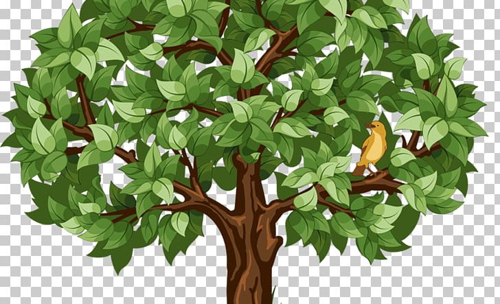 Portable Network Graphics Transparency Illustration PNG, Clipart, Alpha Compositing, Branch, Computer Icons, Drawing, Evergreen Free PNG Download