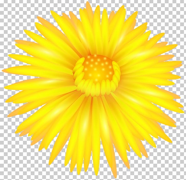 Southern Hemisphere Northern Hemisphere Autumn Season September Equinox PNG, Clipart, Calendula, Calendula Officinalis, Chrysanthemum, Chrysanths, Clipart Free PNG Download