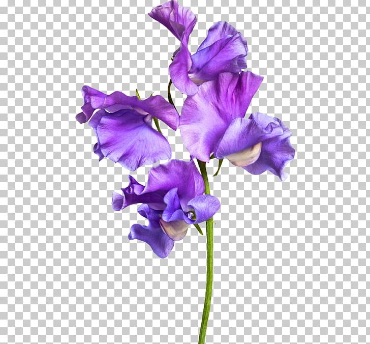 Sweet Pea Purple Cut Flowers PNG, Clipart, Botanical Illustration, Color, Cut Flowers, Flower, Flowering Plant Free PNG Download