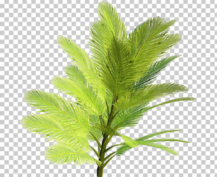 Tropics Shrub Tree PNG, Clipart, Arecales, Clip Art, Computer Icons, Elaeis, Evergreen Free PNG Download