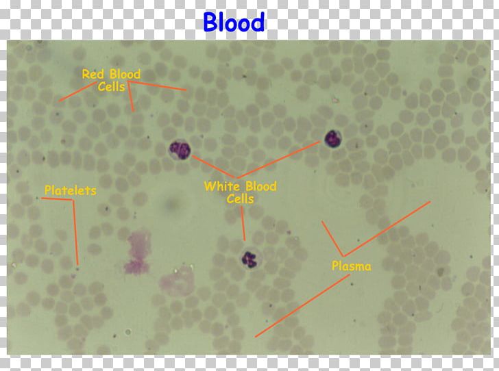 Blood Film Red Blood Cell White Blood Cell PNG, Clipart, Angle, Basics, Biology, Blood, Blood Cell Free PNG Download