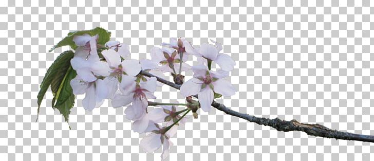 Cherry Blossom Twig Flower Branch PNG, Clipart, Amalus, Apple, Apple Blossom, Blossom, Branch Free PNG Download
