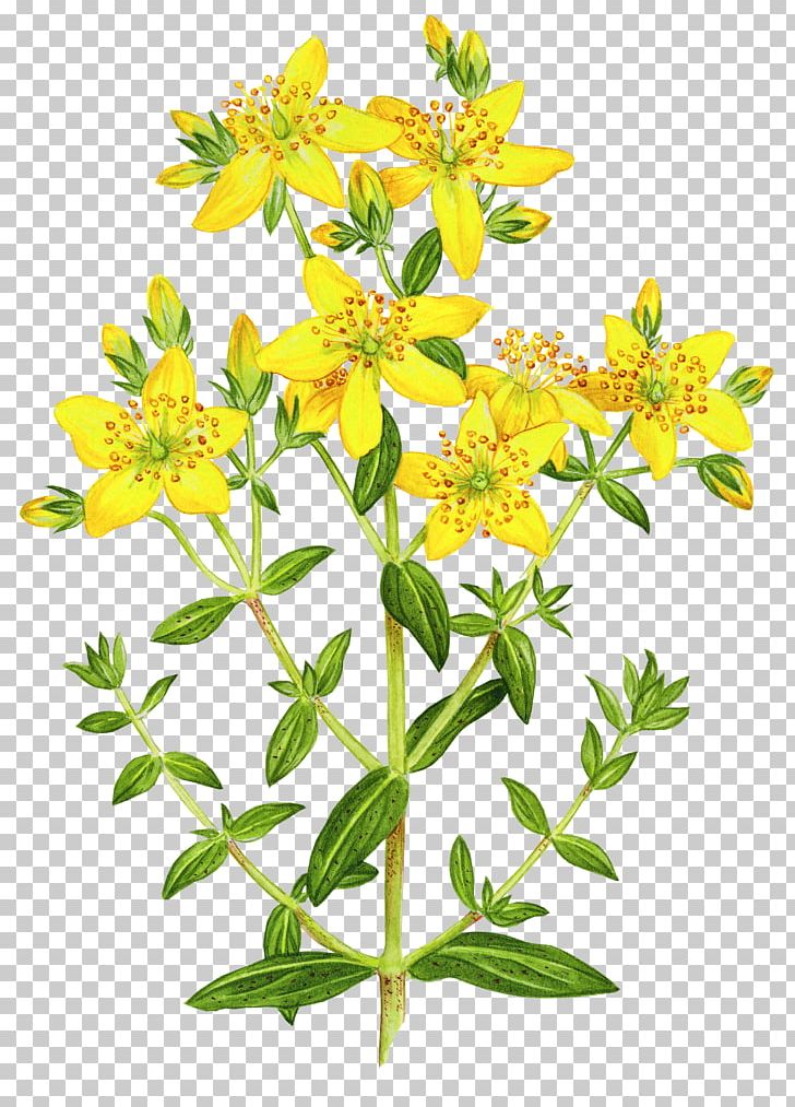 Perforate St John's-wort Dietary Supplement Pharmaceutical Drug Herb Pharmacology PNG, Clipart, Active Ingredient, Antidepressant, Cut Flowers, Extract, Flower Free PNG Download