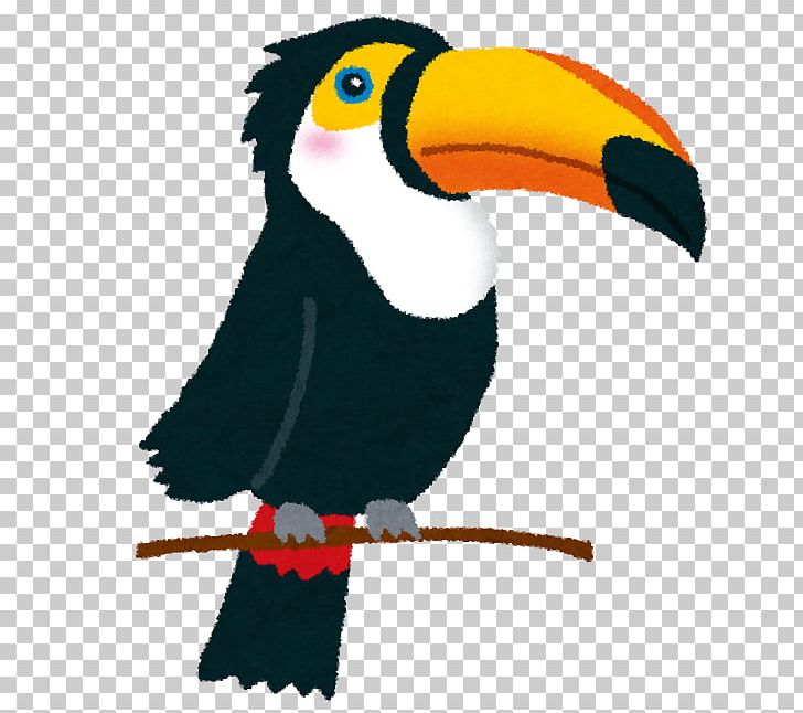 Toco Toucan Bird Beak PNG, Clipart, Animal, Animals, Beak, Bird, Bird Of Prey Free PNG Download
