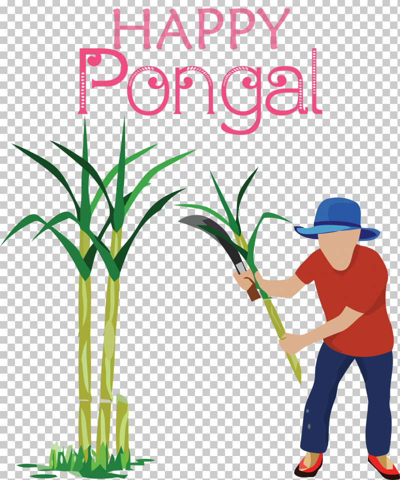 Pongal Happy Pongal PNG, Clipart, Cane, Drawing, Flowerpot, Grasses, Happy Pongal Free PNG Download