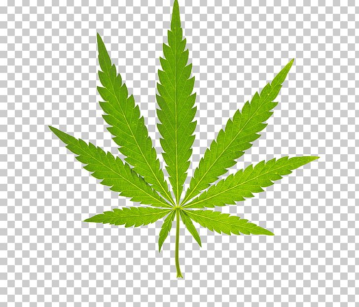 Cannabis Sativa Graphics Medical Cannabis PNG, Clipart, Cannabis, Cannabis In Papua New Guinea, Cannabis Sativa, Computer Icons, Drug Free PNG Download