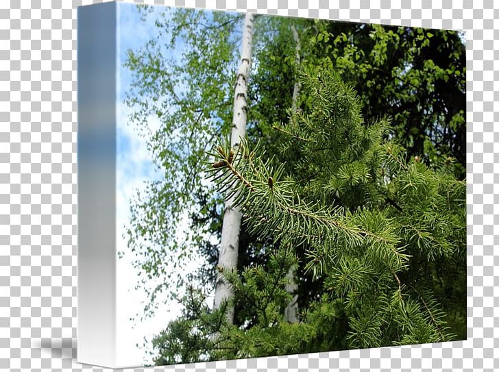 Forest Biome PNG, Clipart,  Free PNG Download