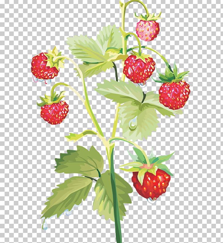 Musk Strawberry Raspberry PNG, Clipart, Auglis, Branch, Desktop Wallpaper, Fil, Food Free PNG Download