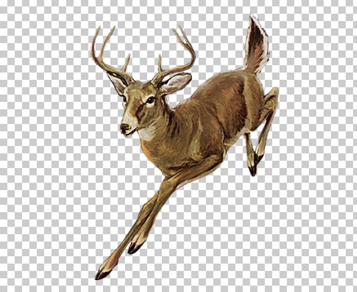 Red Deer Elk PNG, Clipart, Animal, Animals, Antelope, Antler, Athlete Running Free PNG Download