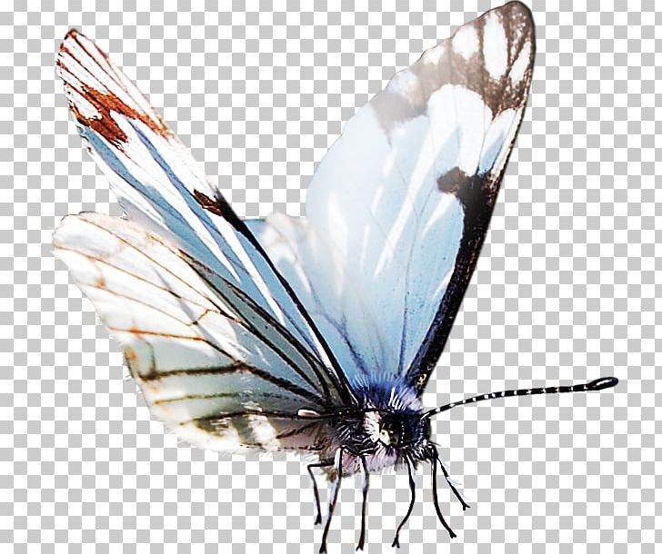Butterfly Papillon Dog Insect PNG, Clipart, Animal, Arthropod, Blog, Brush Footed Butterfly, Butterflies And Moths Free PNG Download