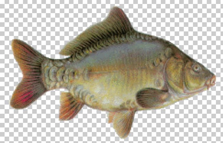 Tilapia Mirror Carp Fish Perch Mouse Mats PNG, Clipart, Barramundi, Bass, Bighead Carp, Bony Fish, Carp Free PNG Download
