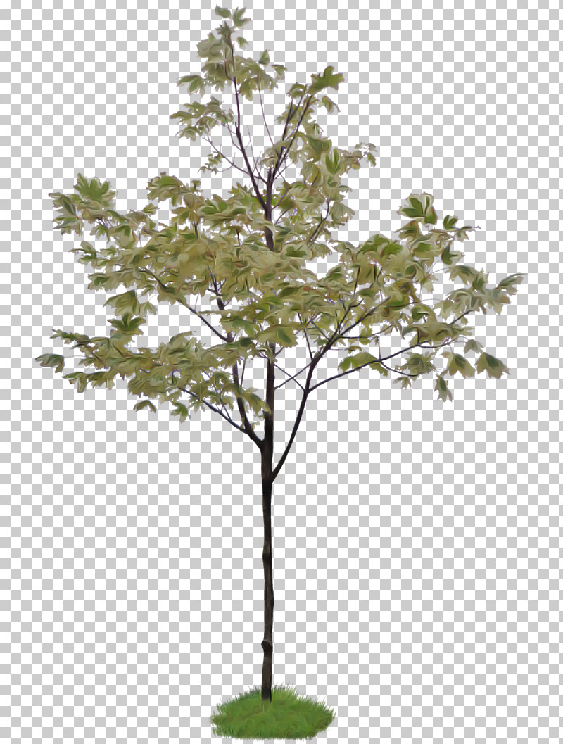 Plane PNG, Clipart, Branch, Canoe Birch, Flower, Leaf, Plane Free PNG Download
